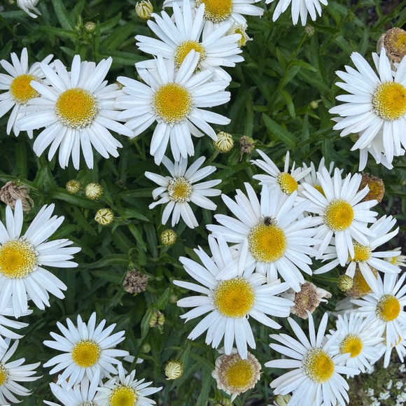 theshabbydaisy